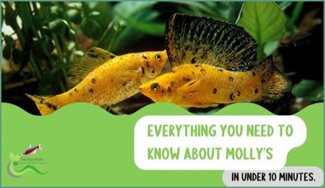 Everything You Need To Know About Molly Norbit